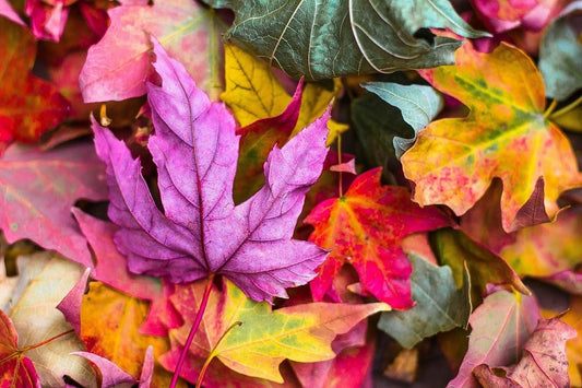 Fall in love with your home