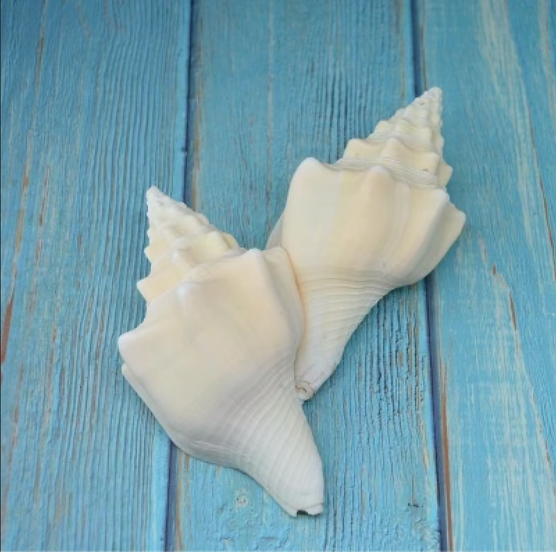 Shell Necklace