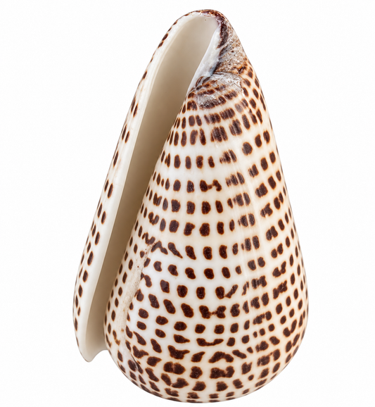 Natural Leopardus Cone Shell — Collector’s Coastal Specimen